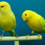 Deployment Styles: Blue/Green, Canary, and A/B