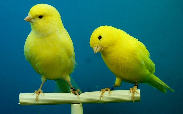 Deployment Styles: Blue/Green, Canary, and A/B